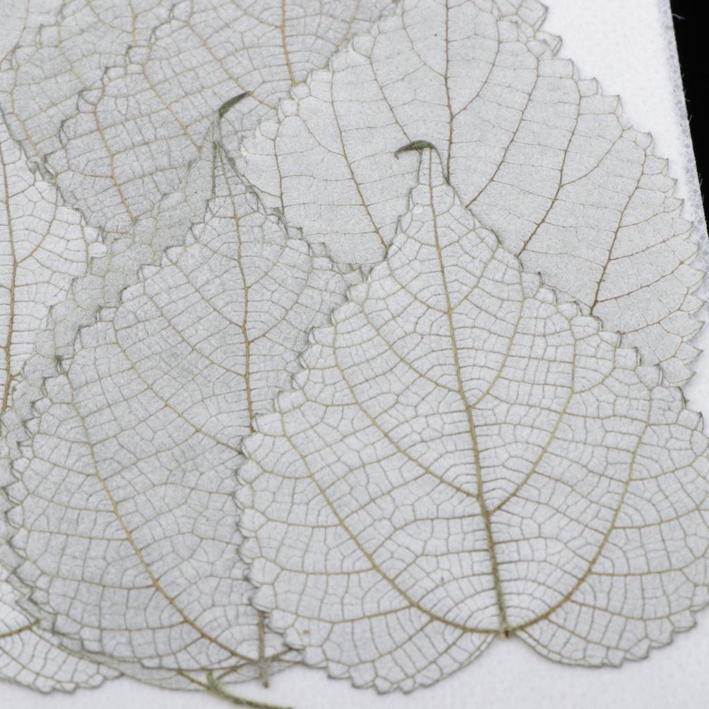 12pcs Natural Pressed Leaf Dried Flowers Natural Color Plant Specimen