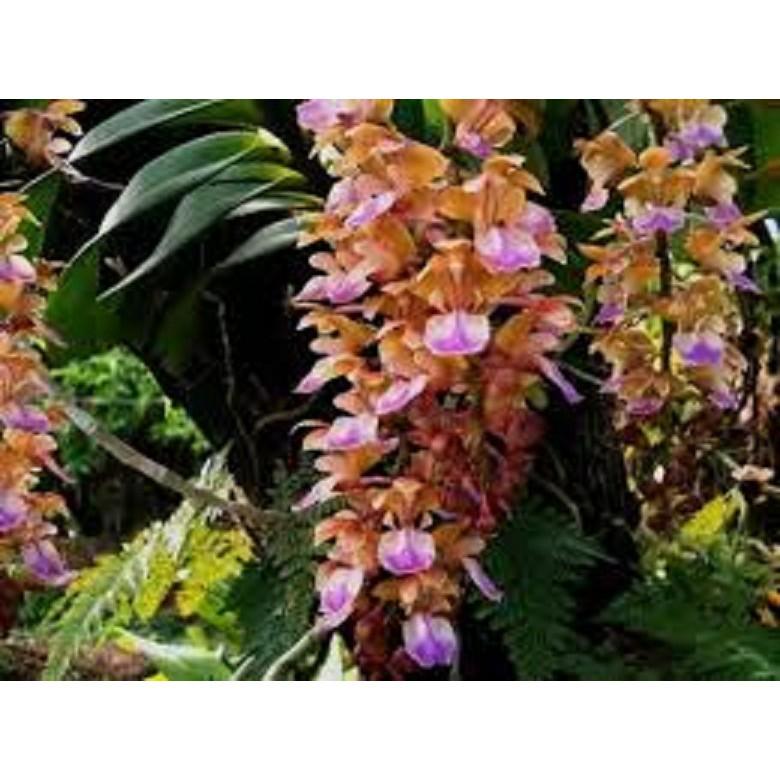 5 CÂY lan giáng hương tam bảo sắc tuyệt đẹp - GHTBS