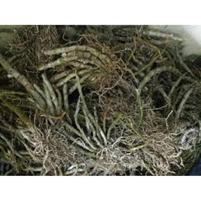 Hoa lan - trầm tím lào( cây cao 25cm,to khỏe, bộ rễ đẹp)+ 700g phân thỏ hữu cơ ki mập khỏe ấm chậu