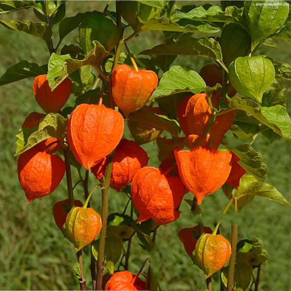 Hạt Giống Anh Đào Đất Nhật Bản