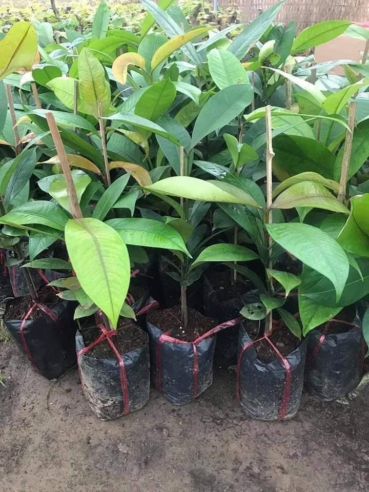 CÂY GIỐNG MĂNG CỤT