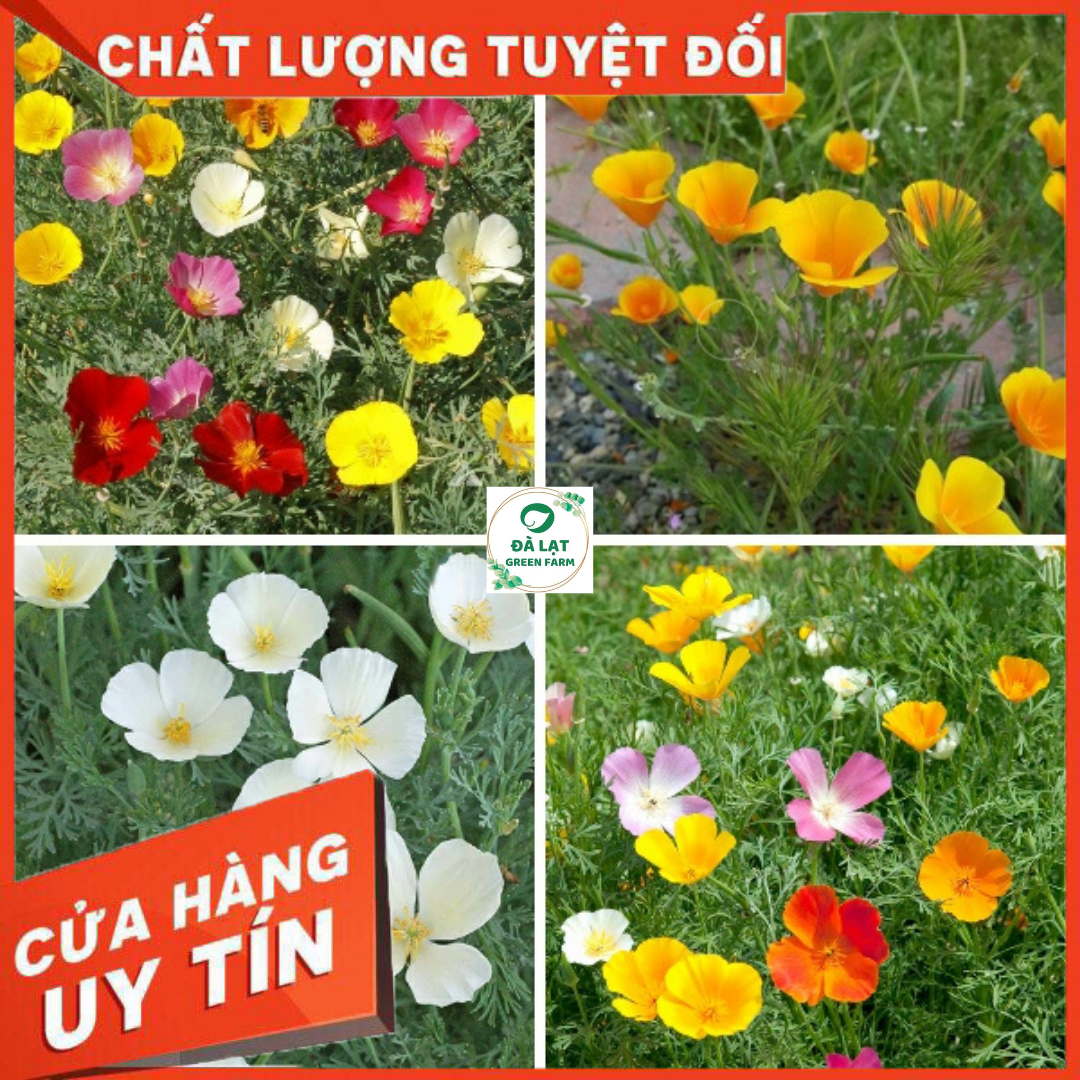 Hạt giống hoa poppy