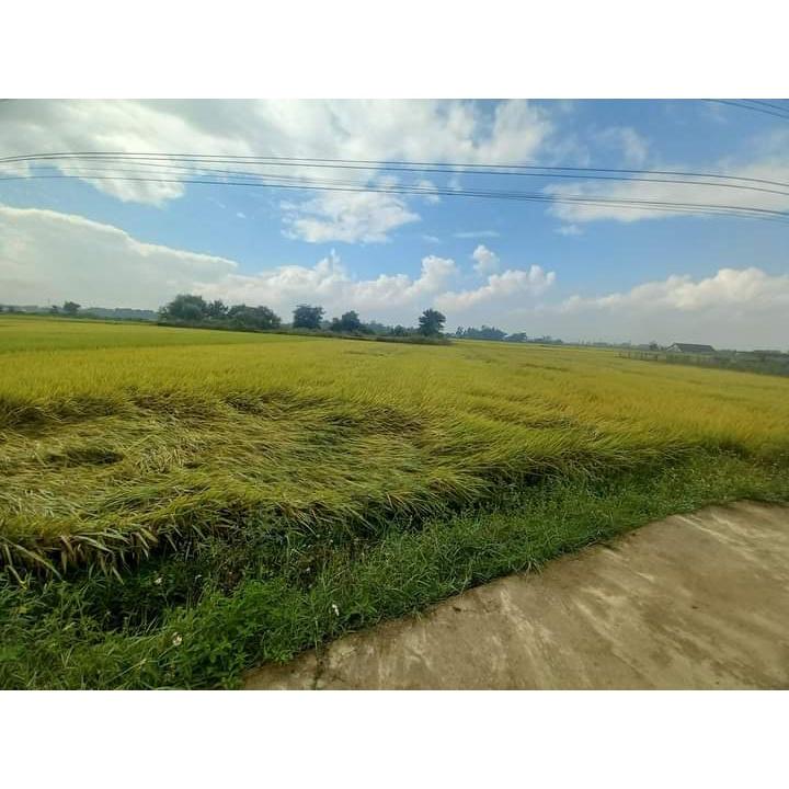 Bịch 1 ký vỏ trấu tươi