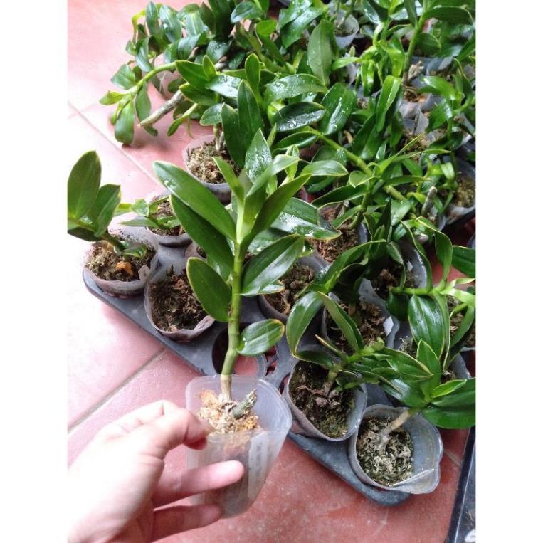 Hoa phong lan trầm lá biên vàng