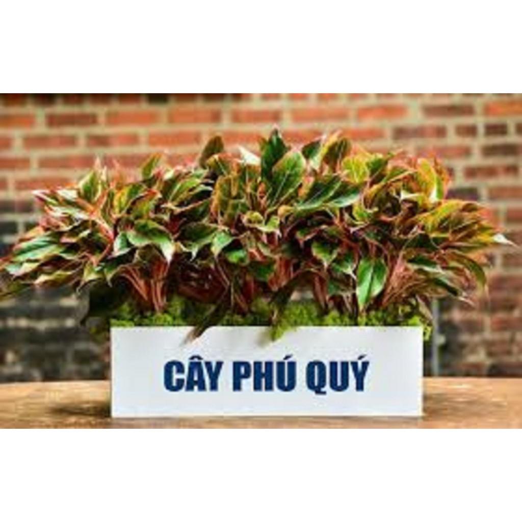 Cây Phú Quý - CÂY phong thủy mang giàu sang cho gia chủ