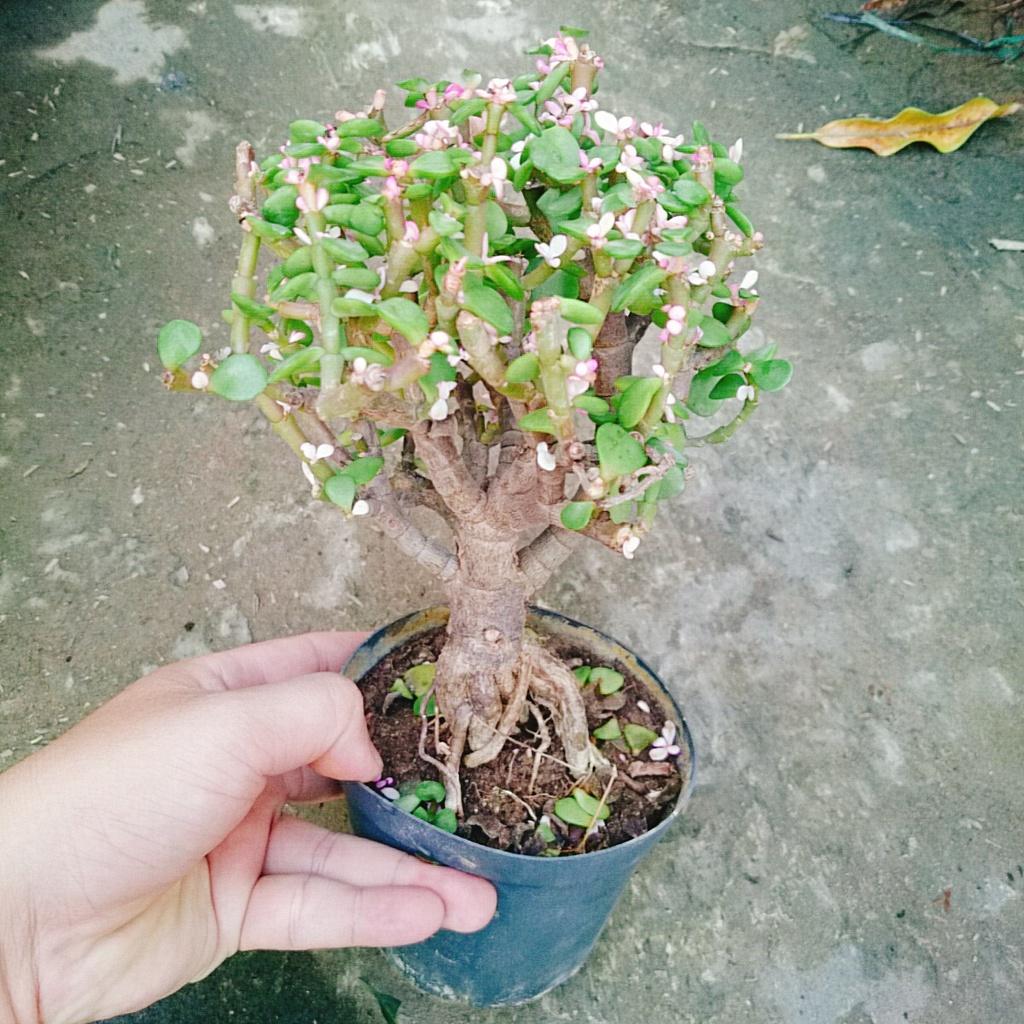 Cây Ngọc Bích - Cây Đô La Hồng - Cây cảnh bonsai để bàn