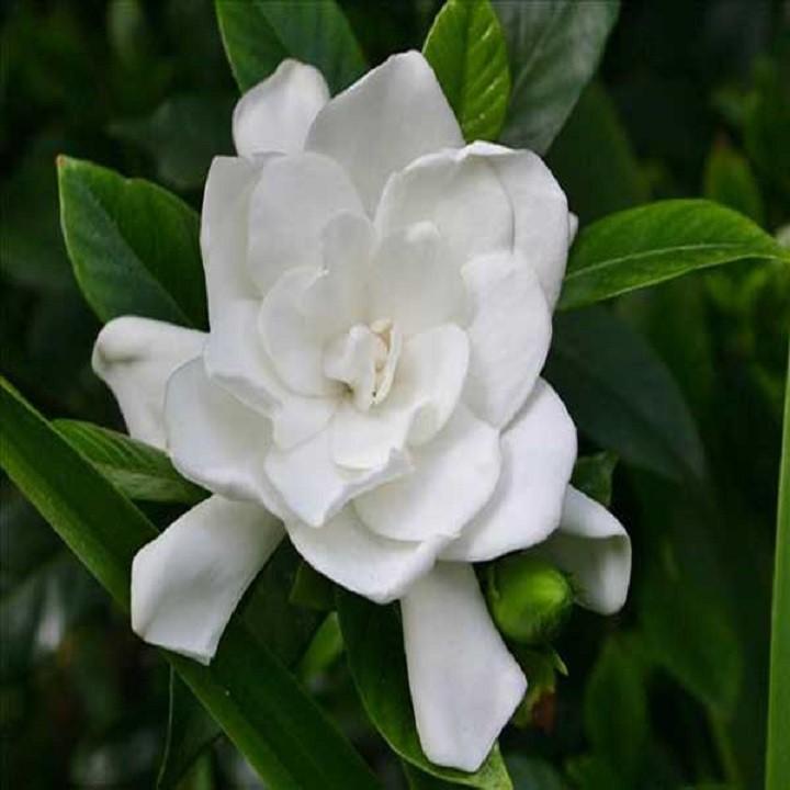 CÂY BẠCH THIÊN HƯƠNG SIZE LỚN