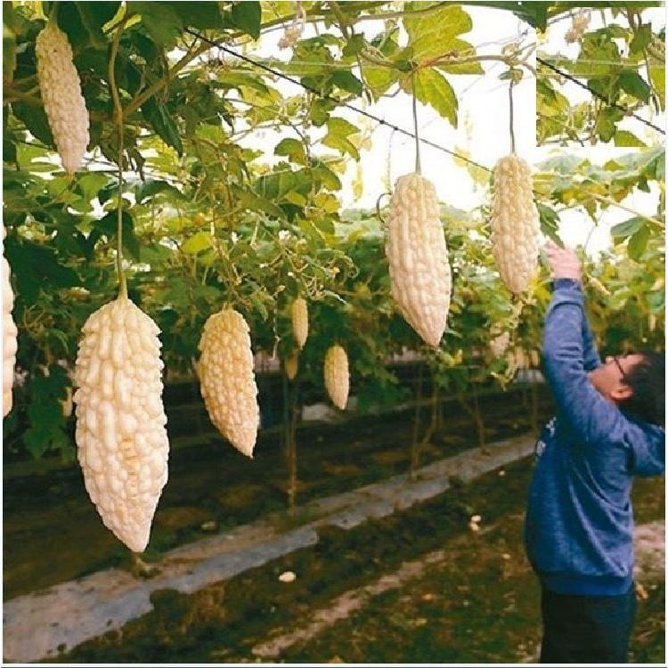 Hạt giống Khổ qua bạch tuyết 5 hạt/gói - Loại quả rất tốt cho sức khỏe