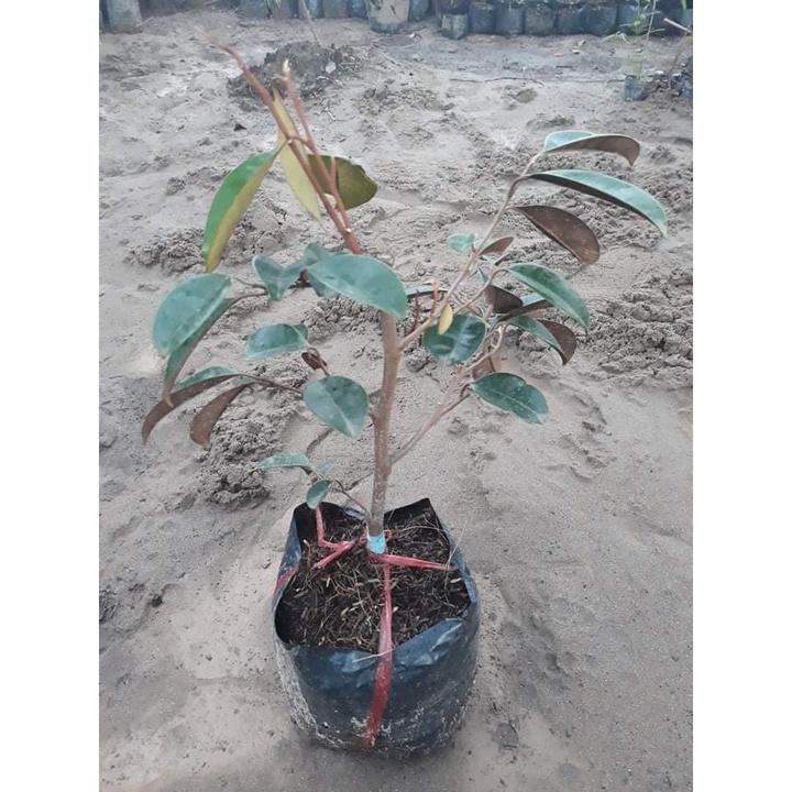 Cây giống Vú Sữa lò rèn giống