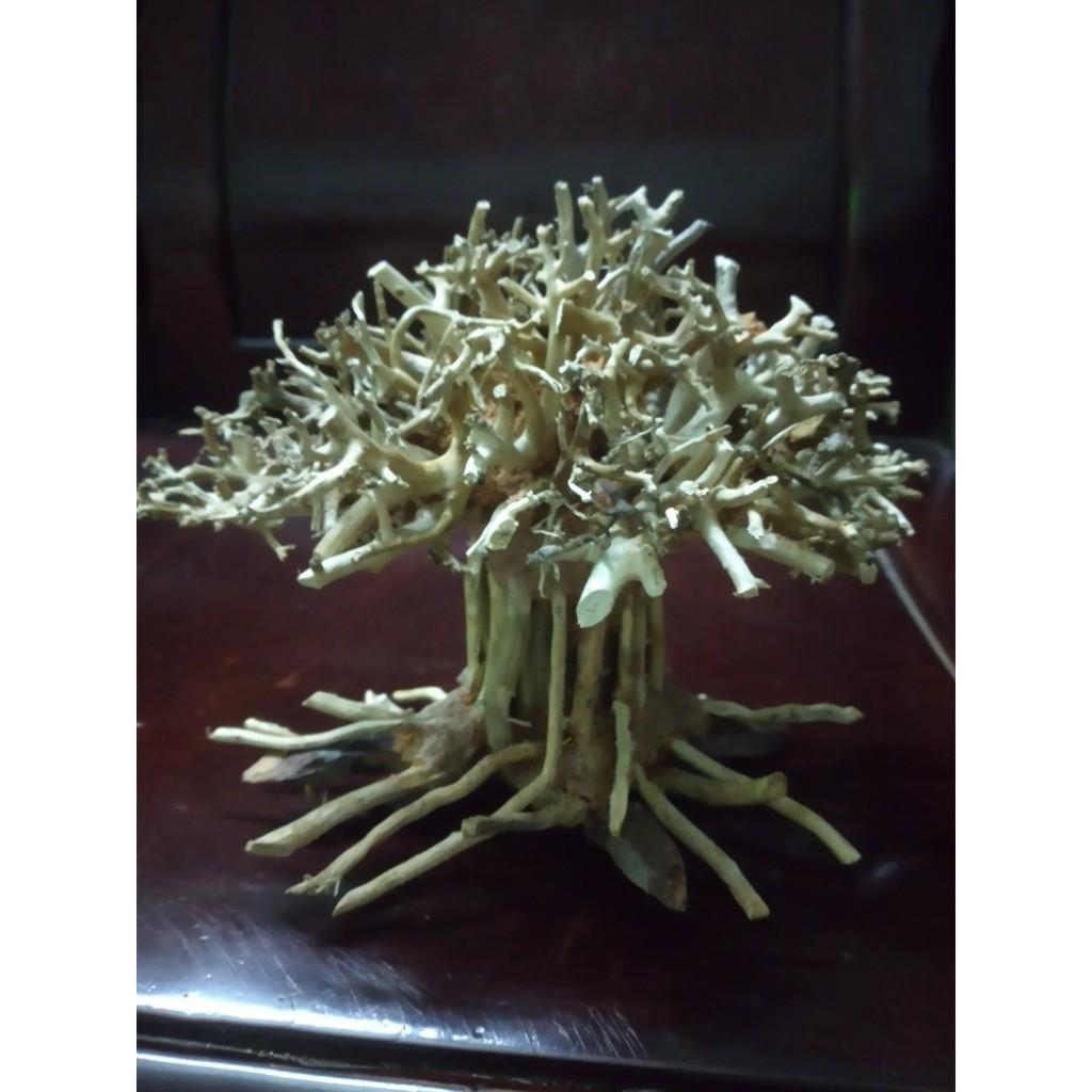 Lũa Bonsai Thủy Sinh