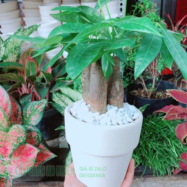 Chậu kim ngân 3 thân