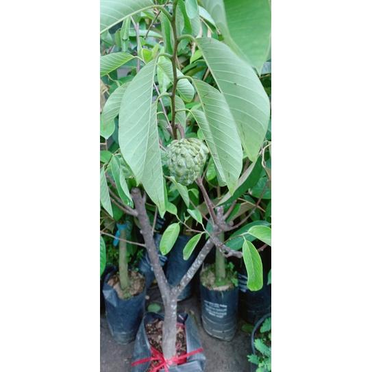 Mãng Cầu Na Dứa