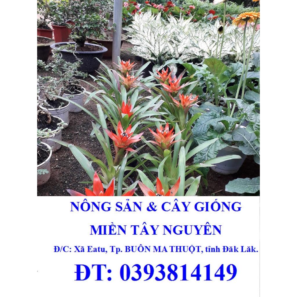 CÂY LAN QUAN TỬ ĐANG RA BÔNG NHƯ HÌNH Ạ. *