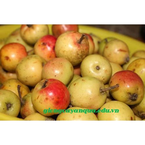 Cây táo mèo giống - kh15dl