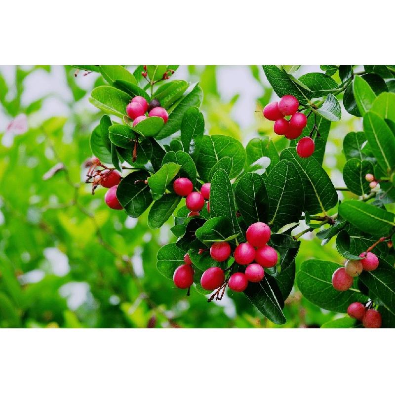 Cây siro, cây giống đẹp siêu sai quả