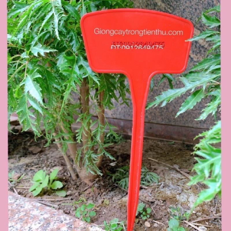 THẺ CỠ TO GHI TÊN CÂY TRỒNG,ĐỒ VẬT 10 cái