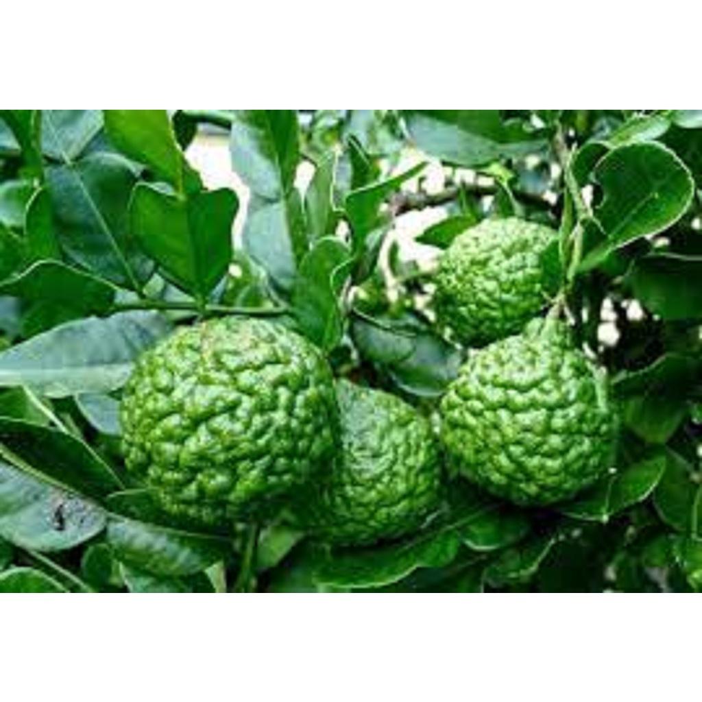 Cây GIỐNG CHANH Chúc hay chanh thái CÂY KHỎE DỄ TRỒNG SINH TRƯỞNG TỐT.