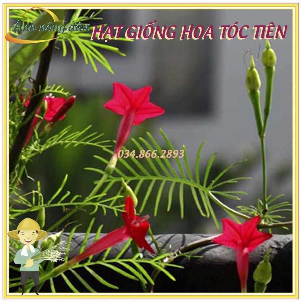 Hạt giống hoa tóc tiên mix màu leo giàn, dễ trồng, nhiều hoa