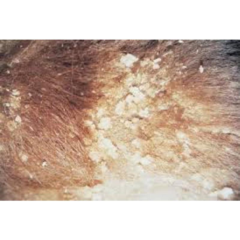 Vetzyme kem bôi viêm da mủ, nấm da, viêm da dị ứng, ve cắn, vết viêm loét do ghẻ,..