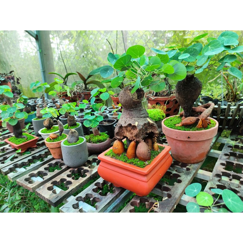 Củ bình vôi 981