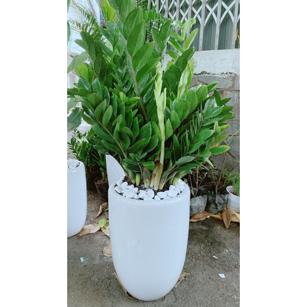 Chậu Cây Kim Tiền Lớn