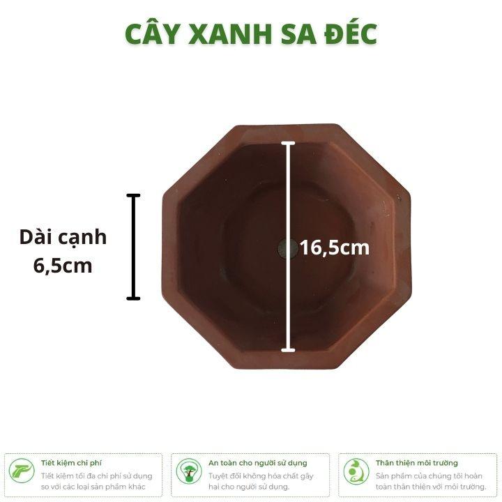 Bộ chậu lục giác mini màu ngẫu nhiên nâu, đen CK28 trồng hoa, cây cảnh để bàn, cây bonsai mini