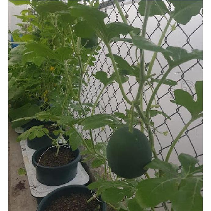 Hạt giống dưa hấu ruột vàng F1 KNS3342 - Gói 10 hạt