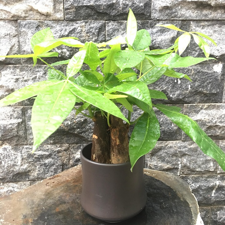Cây kim ngân mẫu 11