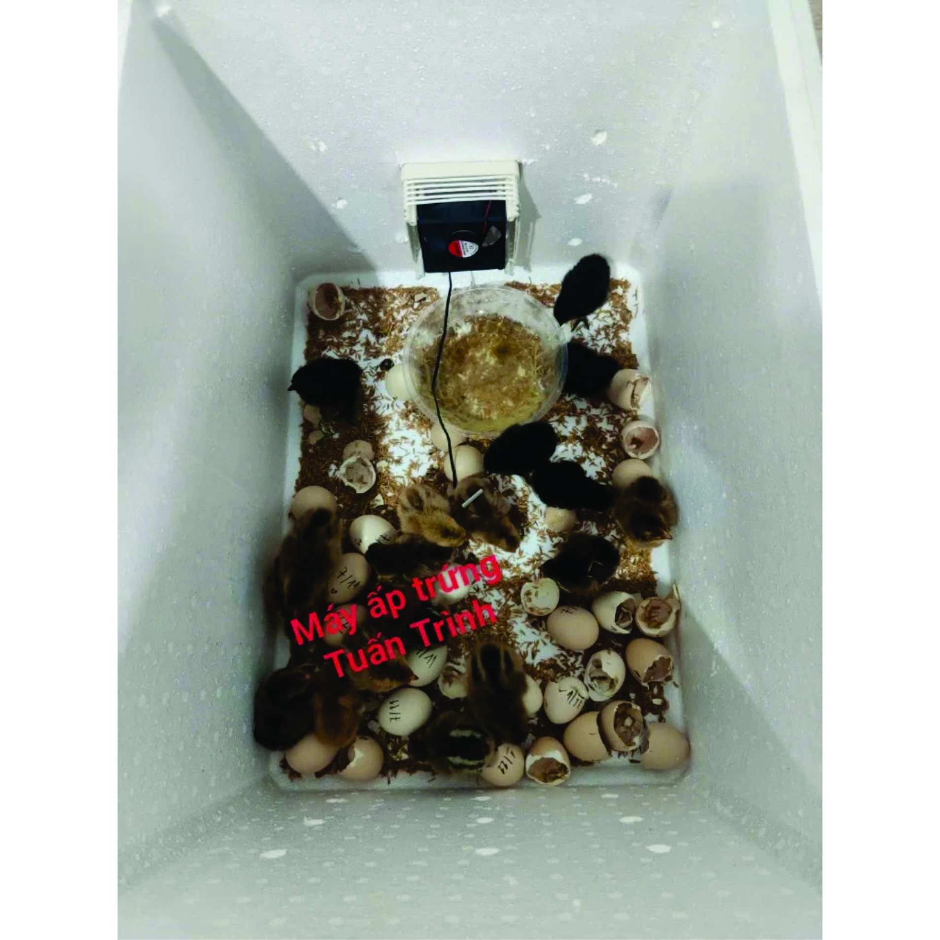 máy ấp trứng gà cacbon 3002, cho gà vịt ngan ngỗng chim trĩ chim cút