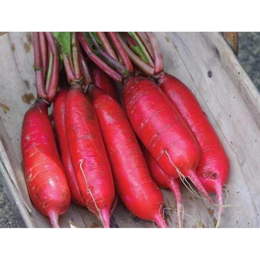 GÓI 20GR HẠT GIỐNG CỦ CẢI ĐỎ DÀI NO 1