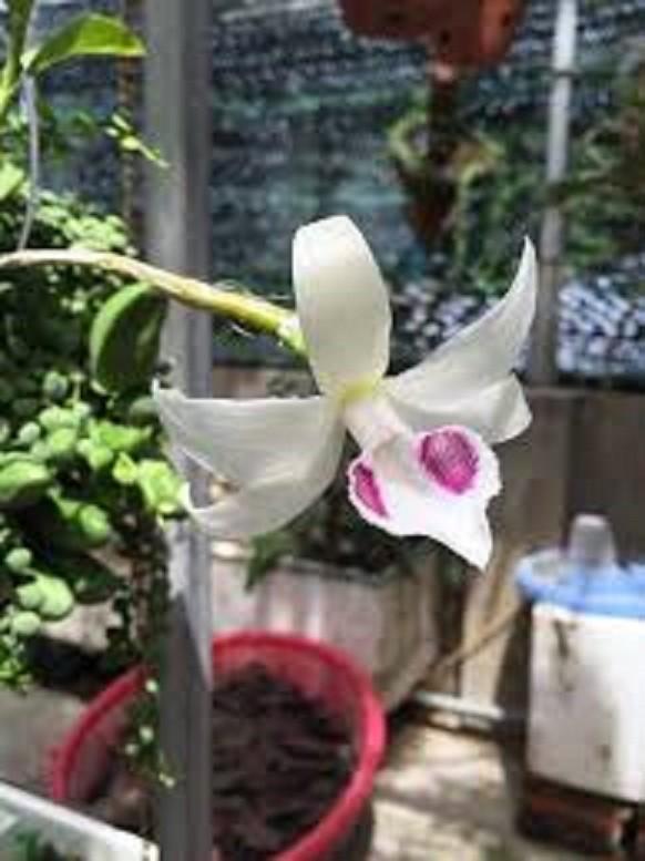 Cốc phi điệp 5 cánh trắng BẢO DUY - hàng gieo hạt - hoa xổ số - hoa siêu đẹp giá rẻ