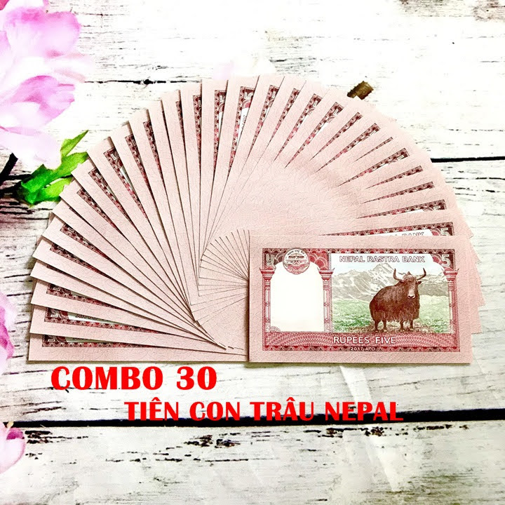 combo 30 tờ tiền con trâu nepal