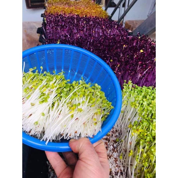 Khay trồng đen rau mầm tiện dụng loại to đẹp