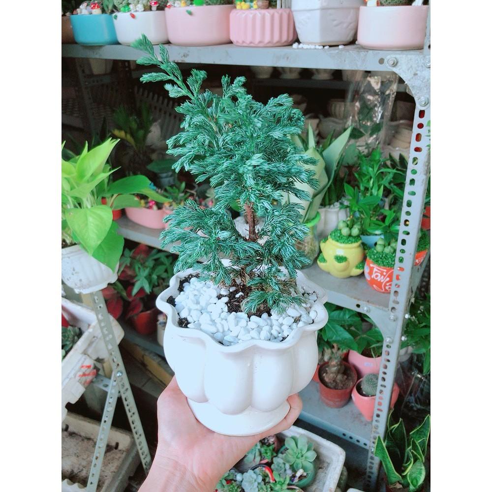 Cây Tùng Tuyết Hay Tùng Bạc Tuyết Tùng