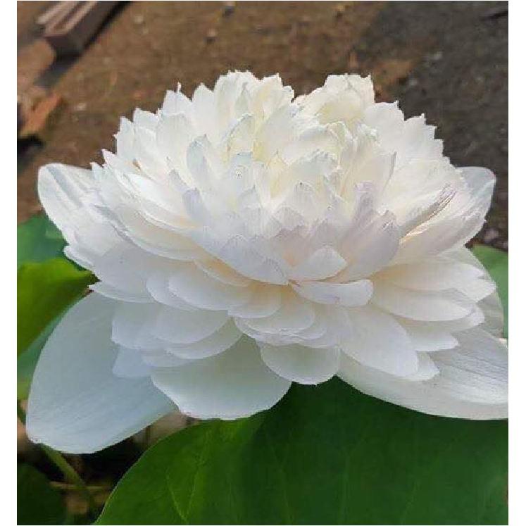 Hạt giống sen bách diệp hoa màu trắng