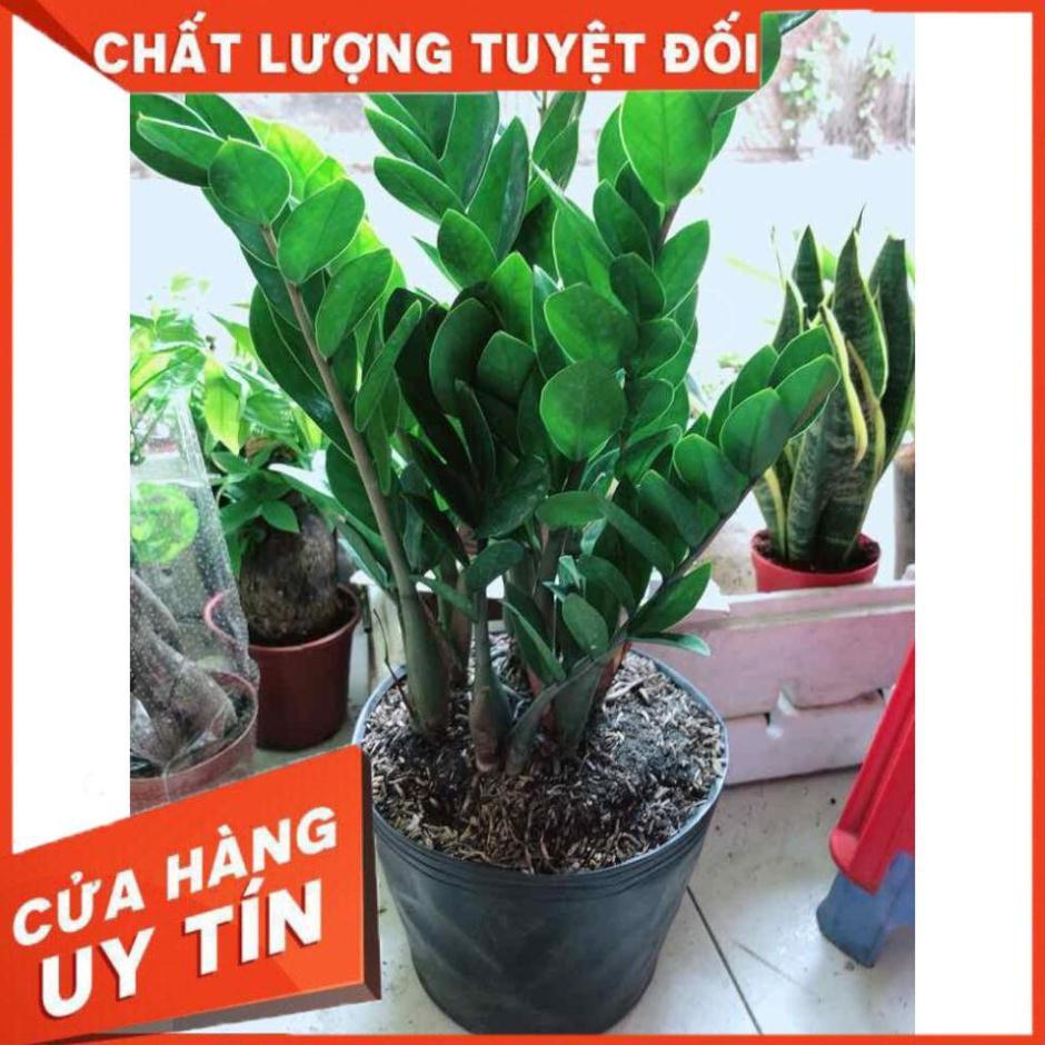 Kim tiền size lớn Nhiều Người Mua