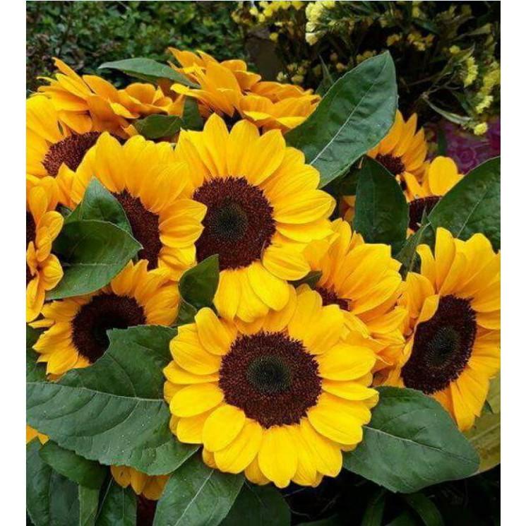 Hạt giống hoa hướng dương hoa vàng cắt cành - 30 hat/gói