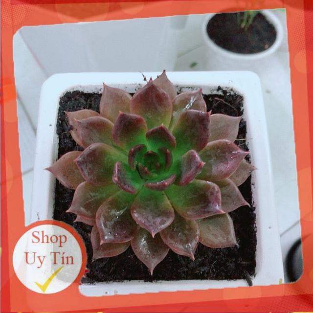 Chậu Sen Đá Nâu