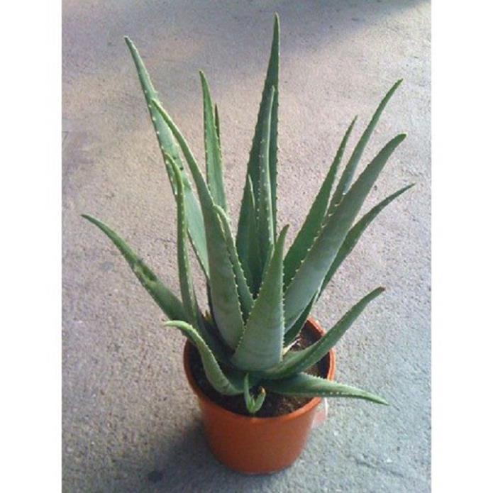 CHẬU CÂY NHA ĐAM THÁI, BẸ SIÊU TO,SIÊU DỄ TRỒNG, SIÊU NĂNG SUẤT, SIÊU KINH TẾ