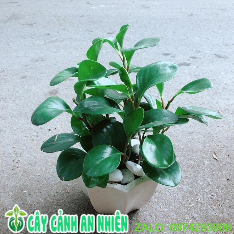 Chậu Cây Trường Sinh