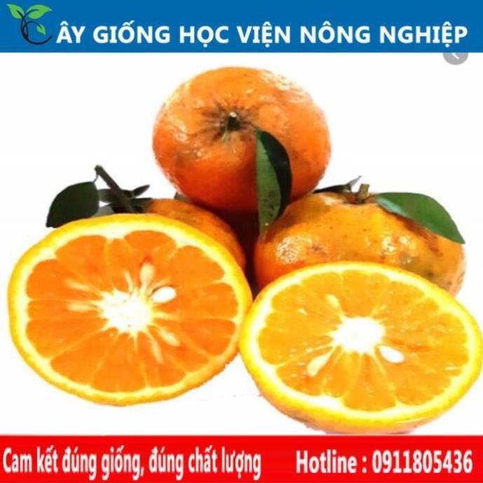 Sản phẩm Cây Ăn Trái giống cam sành Hà Giang