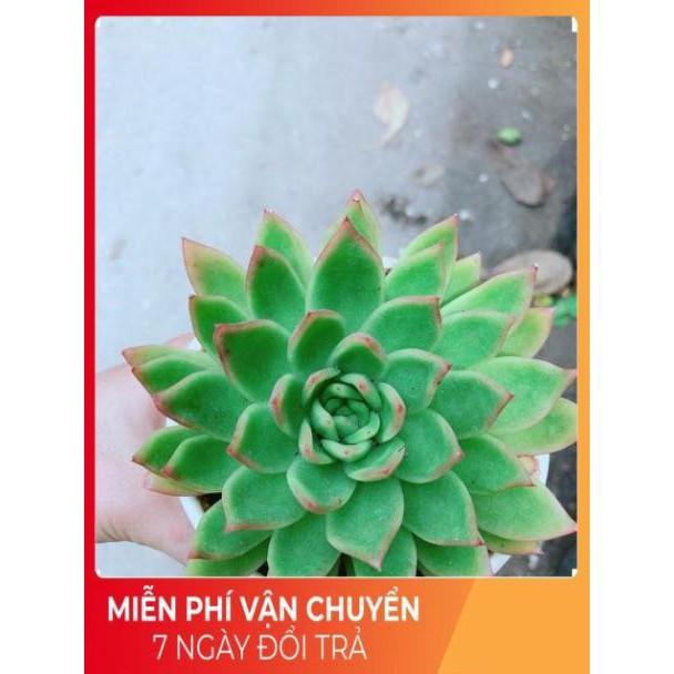 Sen Đá Viền Đỏ