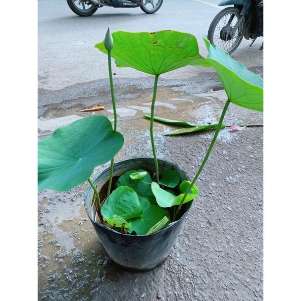 Sen Trồng Nước