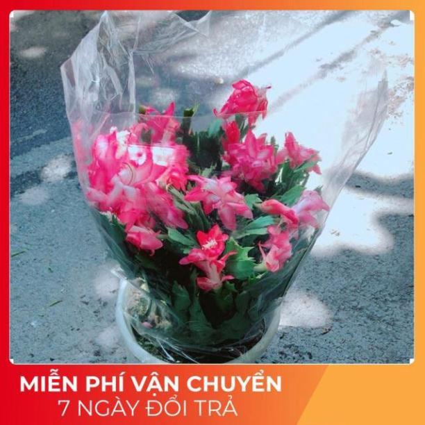 Chậu Hoa Quỳnh Size Đại