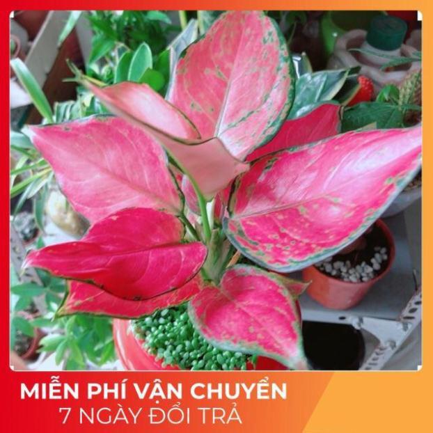 Chậu Vạn Lộc Đỏ