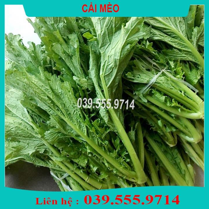 5 Loại Hạt Giống Rau Cải Khác Nhau- Rau dễ trồng dễ chăm sóc