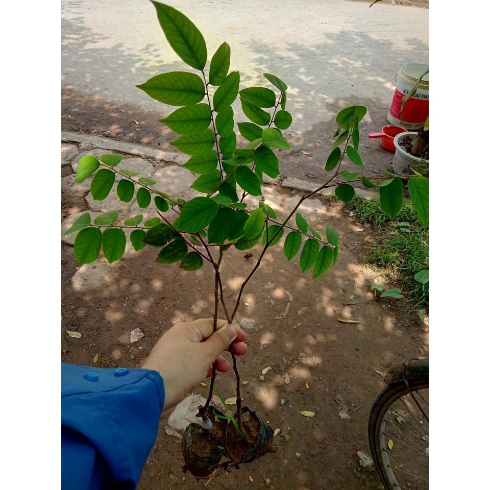 CÂY GIỐNG KHẾ CHUA SAI QUẢ