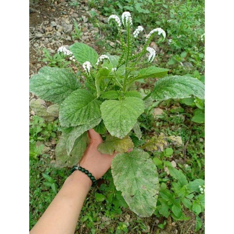 Cây vòi voi - bầu 1 cây lớn