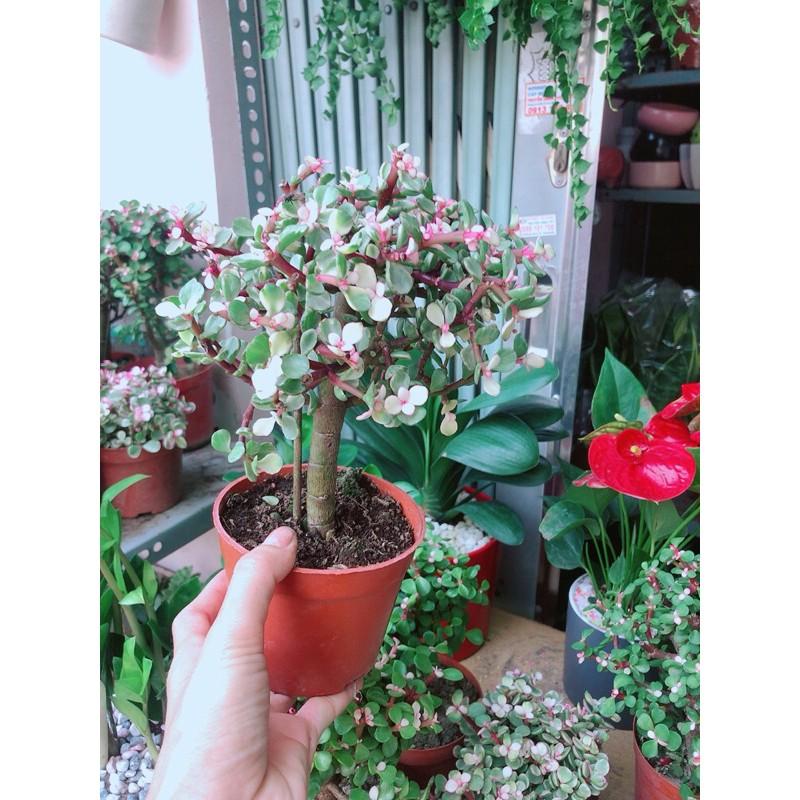 Cây Cành Vàng Lá Ngọc