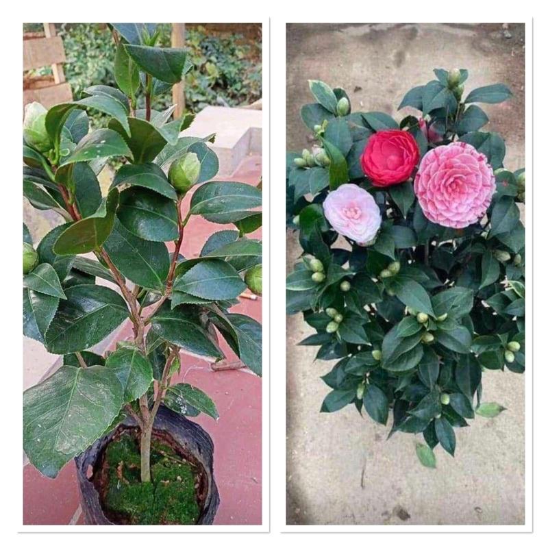 Cây trà my tam sắc đang nụ cho hoa tết
